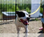 Small #9 American Pit Bull Terrier Mix
