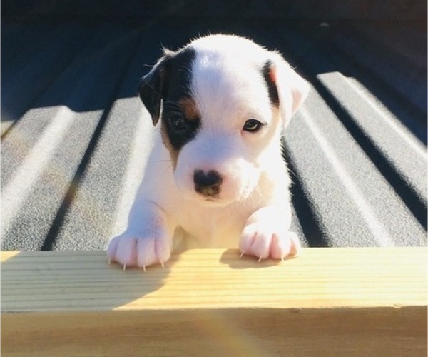 Medium Photo #1 Jack Russell Terrier Puppy For Sale in MARSHALL, TX, USA