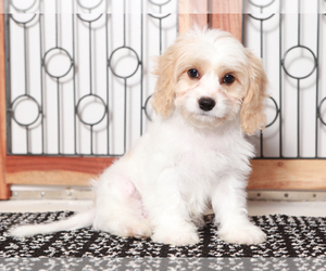 Cavachon Puppy for sale in NAPLES, FL, USA