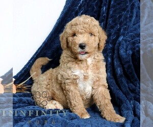 Goldendoodle (Miniature) Puppy for sale in PARADISE, PA, USA