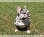 Small Photo #1 French Bulldog Puppy For Sale in Kaposvar, Somogy, Hungary