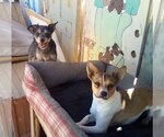 Small Photo #8 Chihuahua Puppy For Sale in Apple Valley, CA, USA