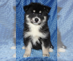 Small Photo #8 Pomsky Puppy For Sale in DENTON, TX, USA