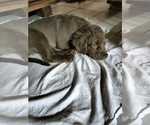 Small Cockapoo (Miniature)