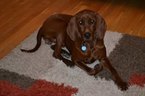 View Ad: Redbone Coonhound Puppy for Sale, Oklahoma ...