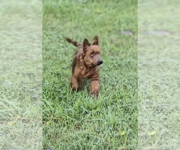 Medium Photo #2 Mutt Puppy For Sale in Maryville, TN, USA