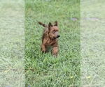 Small #1 Mutt