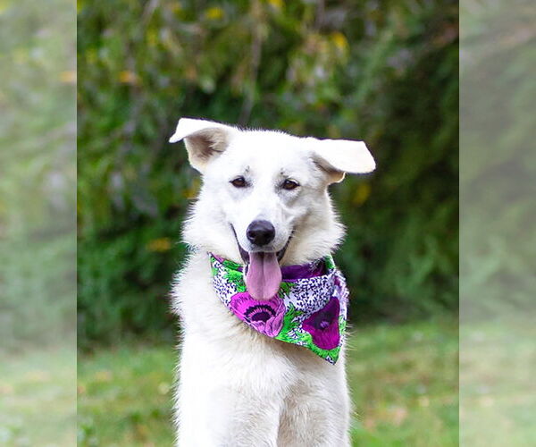 Medium Photo #3 Labrenees Puppy For Sale in Unionville, PA, USA