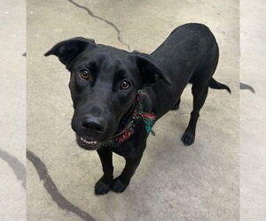 Mutt Dogs for adoption in Rockaway, NJ, USA