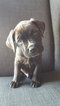 Puppy 5 America Bandogge Mastiff