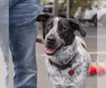 Small #3 Dalmatian Mix