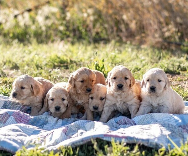 Medium Photo #4 Golden Retriever Puppy For Sale in BYERS, CO, USA
