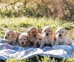 Small Photo #4 Golden Retriever Puppy For Sale in BYERS, CO, USA