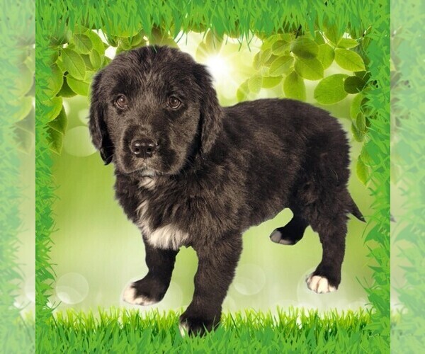 Medium Photo #1 Golden Mountain Dog Puppy For Sale in BLACK FOREST, CO, USA