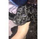 Small Photo #5 Aussie-Poo Puppy For Sale in SALYERSVILLE, KY, USA