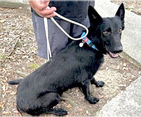 Medium Photo #1 German Shepherd Dog Puppy For Sale in Houston, TX, USA