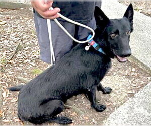 German Shepherd Dog Dogs for adoption in Houston, TX, USA