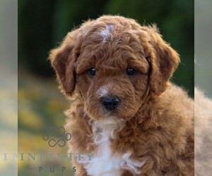 Goldendoodle (Miniature) Puppy for sale in LANCASTER, PA, USA