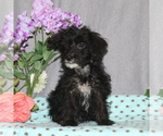 Small #1 Yo-Chon