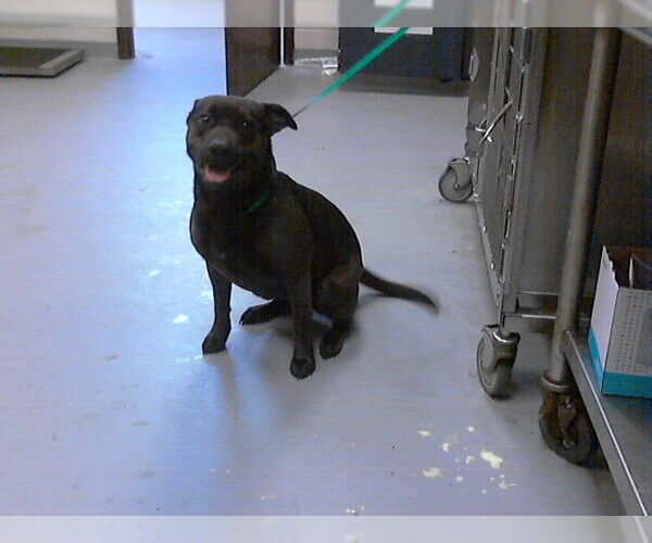 Medium Photo #1 Mutt Puppy For Sale in Fayetteville, NC, USA