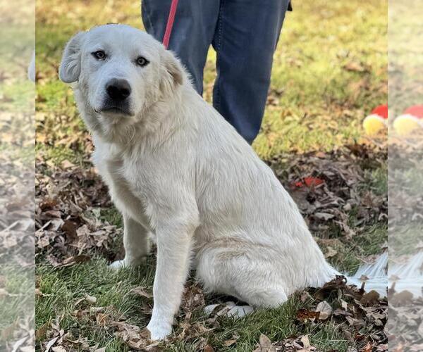Medium Photo #4 Labrenees Puppy For Sale in Yardley, PA, USA