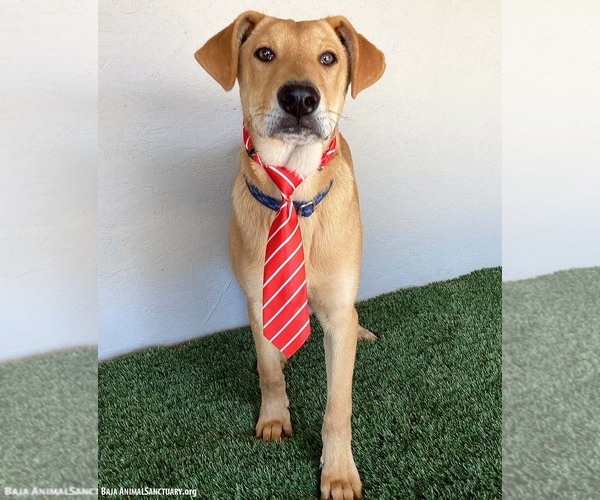 Medium Photo #10 Carolina Dog-Labrador Retriever Mix Puppy For Sale in San Diego, CA, USA