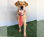 Small #9 Carolina Dog-Labrador Retriever Mix