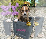 Small #1 Beagle Mix