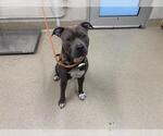 Small American Staffordshire Terrier Mix