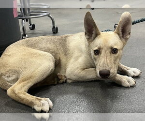 Siberian Husky-Unknown Mix Dogs for adoption in Forestville, MD, USA