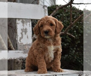 Goldendoodle-Poodle (Miniature) Mix Puppy for sale in GORDONVILLE, PA, USA