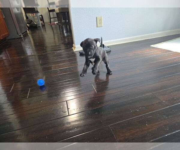 Medium Photo #4 American Pit Bull Terrier Puppy For Sale in CHARLOTTE, NC, USA