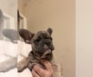 French Bulldog Puppy for sale in CLAREMONT, CA, USA