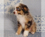 Small #1 Miniature Australian Shepherd