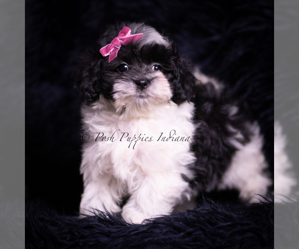 Medium Photo #23 Maltipoo (Miniature) Puppy For Sale in WARSAW, IN, USA