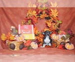 Puppy Pixie Chihuahua