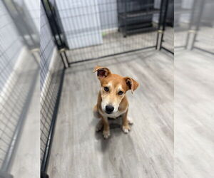 Mutt Dogs for adoption in Oak Bluffs, MA, USA