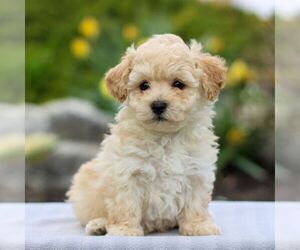 Havanese Puppy for sale in GORDONVILLE, PA, USA