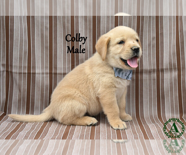 Medium Photo #21 Golden Labrador Puppy For Sale in BRIDGEWATER, VA, USA