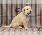 Small #2 Golden Labrador