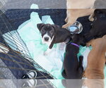 Small #7 American Staffordshire Terrier Mix