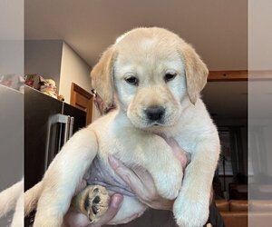 Medium Labrador Retriever