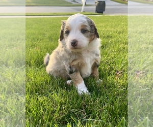 Aussiedoodle Miniature -Miniature Bernedoodle Mix Puppy for sale in APPLETON, WI, USA