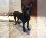 Small Photo #2 Mutt Puppy For Sale in Tarrytown, GA, USA
