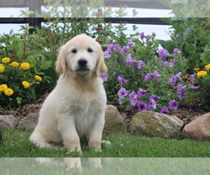 English Cream Golden Retriever Puppy for sale in BLOOMINGTON, IN, USA