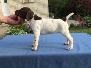 German Shorthaired Pointer Puppy for sale in PARK RIDGE, IL, USA