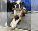 Small #1 Boxer