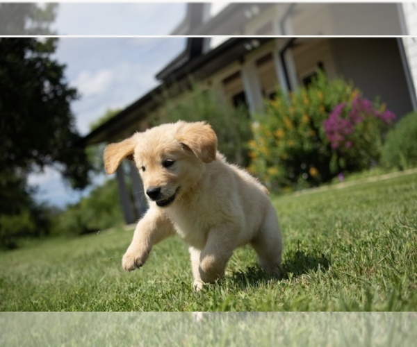 Medium Photo #1 Golden Retriever Puppy For Sale in MASON, TX, USA