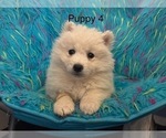 Small #3 Samoyed