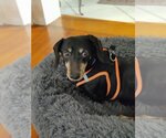 Small Photo #4 Dachshund Puppy For Sale in Gulfport, MI, USA